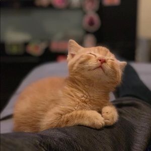 Meet your Posher, Vanessa